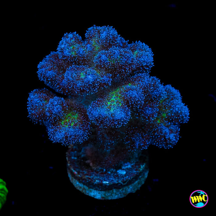 WWC Rainbow Pocillopora