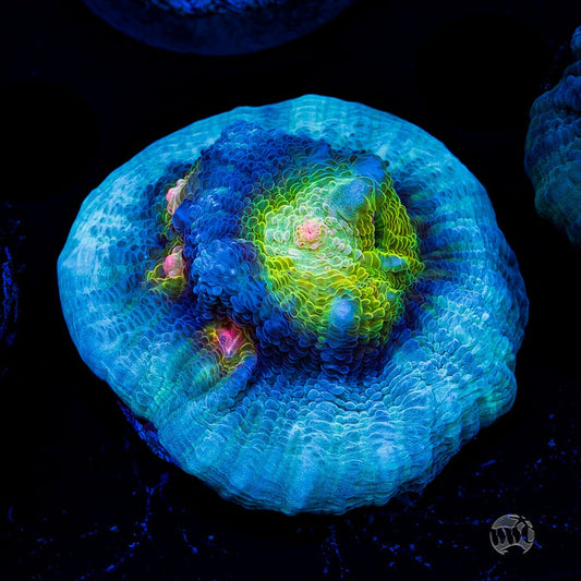 WWC Shattered Star Mycedium Chalice