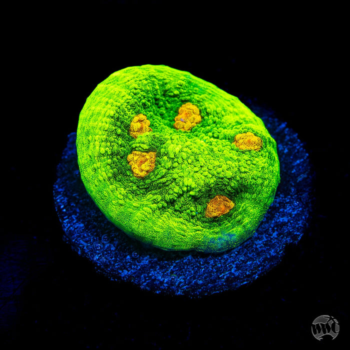 WWC Space Invader Mycedium Chalice Coral