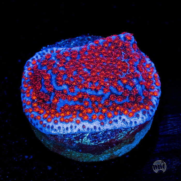 WWC Superman Montipora