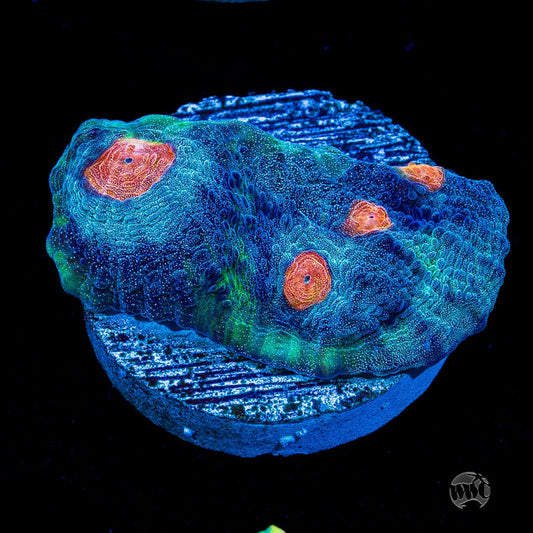 WWC Totally Blitzed Mycedium Chalice