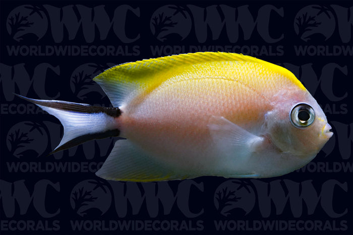 Zebra Swallowtail Angelfish - Female - Indonesia